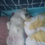 [강아지] 안녕 내이름은 또치라고쓰고 망나니라고 읽지