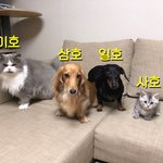 [일이삼사호] 우리 막둥이 사호 귀여운거 모르는사람 없게해주세요