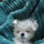 [EXO] 울집 갱즤가 자고 일어났는데 사람이 되었어요;