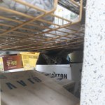 우리 아깽이 평생가족을 구합니다.