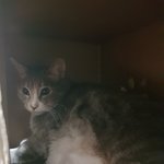 [고양이] <b>안락</b>한 내 공간에서 나가지않겠다옹