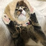 [드루와] 울 집 냐냐들 <b>강쥐</b> 모자 썼어