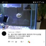 <b>니모</b>한테 꼬리물린 복어