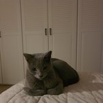 [고양이] 귀여운 우리집 고냠미