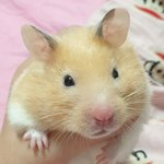 [댓글부탁해] 머리 큰 <b>햄</b><b>찌</b> 볼래?