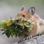 ㅈㄴ <b>꼬막눈</b> 쌍수하면 사람됨??