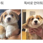 [댓글부탁해] 와 왕따가<b>해자</b>가 설리추모하는거보니까 토쏠려