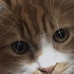 아기냥 호빵이-26