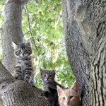 고양이가 열리는 <b>나무</b>