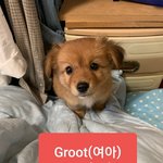 [강아지] 3개월 꼬맹이들