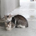 [꼭조언부탁] 길냥이 고민 상담 좀 부탁해요  방탈죄송