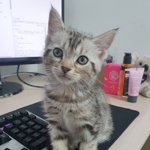 [고양이] <b>입사</b> 2주차, 후배가 생겼다
