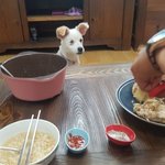 [강아지] 안녕 내이름은 또치라고쓰고 <b>망나니</b>라고읽지 3탄!!!!