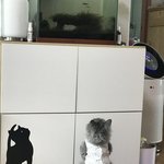 [고양이] <b>어항</b>을 대하는 냥이의 자세