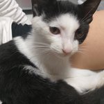 [고양이] 서울지역 아기고양이 <b>입양</b>