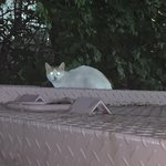 <b>니</b>네 <b>눈</b>이면 쌍수 할래 말래????