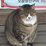 [드루와] 둥근 고양이