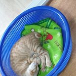 [고양이] [고니태양]<b>야비</b>한 나