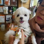 [강아지] 말티즈 <b>남아</b> 가족이 되어주세요