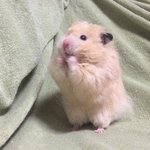 [댓글부탁해] 난 <b>쥐새끼</b> ㅈㄴ 싫어