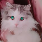 [드루와] 우리 <b>고앵이</b> 눈색깔 ㅈㄴ영롱하게나옴