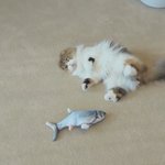 [꼭조언부탁] <b>영어</b>공부를 아예 처음시작하는데