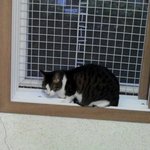[고양이] <b>뚱</b>괭이가 <b>뚱</b>이 아닌 시절,,,