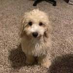 [강아지] <b>산신령</b>에서 인형으로 변신한 골든두들 봄이 셀프미용