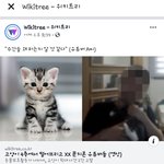[이것좀봐줘] 유튜버 고양이 학대 알고 계신가요 ?
