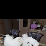 말티즈인가? <b>비숑</b>인가?