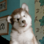 <b>외동</b> 특징 뭐 있어??