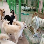안락사 없는 유기동물보호소를 지켜주세요