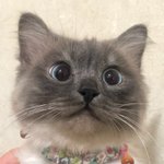 냥이 게시물 파라 해서 팟다