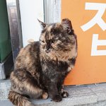 <b>울집</b> 근처 길냥이 보고가