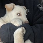 [드루와] 울 <b>집</b> 멍뭉이 <b>사진</b> 보구가ㅎㅎ