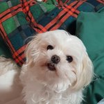 [꼭조언부탁] 강아지 무지개다리 건넌 지 8일 됐는데