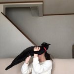 [댓글부탁해] 안기기 싫은 고양이 ㅋㅋㅋㅋㅋ