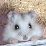 [댓글부탁해] 아이폰 6s+가 나아 8+가 나아?