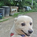 만복/스피츠/<b>여아</b>/4살/5kg  *웃는모습이 매력적인 만복이