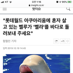 [개깊은빡침] 롯데아쿠아리움에 벨루가가 죽었다네요