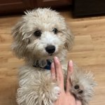 [강아지] 골든두들 봄이 개인기 대방출! 간식<b>만능</b>주의