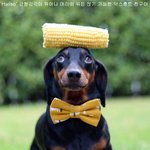 <b>균형</b>감각 대단한 내 친구야!