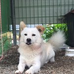[강아지] 삼각 갈색귀 코찡이의 가을<b>산책</b> :D