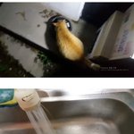 [댓글부탁해] 고양이 구해준 <b>아조</b>씨ㅠㅠ