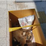 [강아지] 안녕 내이름은 또치라고쓰고 망나니라고읽지 4탄!!!