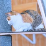 [강다니엘] <b>유기</b><b>묘</b>카페 다니엘픽 먐미