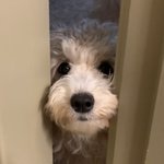 [강아지] Let <b>me</b> in..엄마 껌딱지 골든두들 봄이