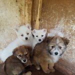 [강아지] 4남매 가족이 되어주세요