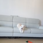 [강아지] <b>내사</b>랑 구름이
