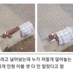 [댓글부탁해] 귀여운 친절함이 부른 <b>참사</b>